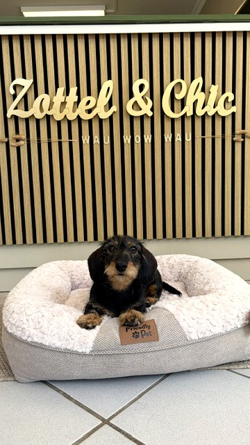 Rauhaardackel bei Zottel & Chic