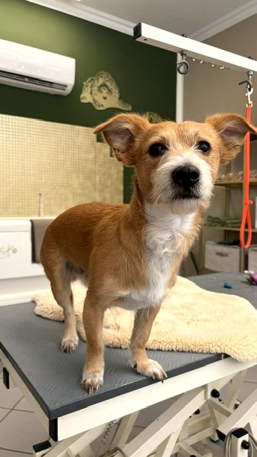 Terrier auf dem Pflegetisch