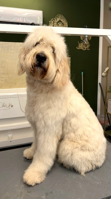 Hund vor der Pflege